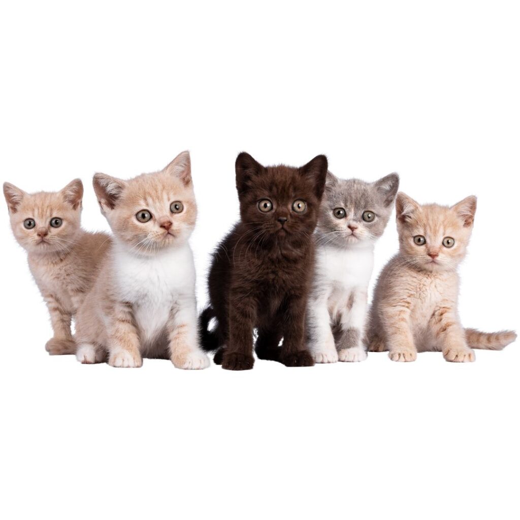 Gatitos cachorros mirando para jugar